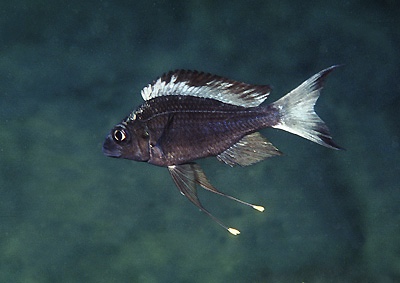 Ophthalmotilapia sp. 'whitecap' Halembe